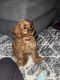 Cavapoo Puppies for sale in Alliance, OH 44601, USA. price: NA