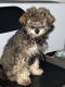 Cavapoo Puppies for sale in Brooklyn, NY 11224, USA. price: NA