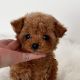 Cavapoo Puppies for sale in Salem, UT, USA. price: NA