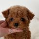 Cavapoo Puppies for sale in Salem, UT, USA. price: $700
