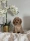 Cavapoo Puppies for sale in Ogden, UT, USA. price: $1,500
