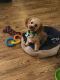 Cavapoo Puppies for sale in Myrtle Creek, OR 97457, USA. price: $2,500