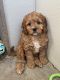 Cavapoo Puppies for sale in Staten Island, NY 10303, USA. price: NA