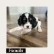 Cavapoo Puppies for sale in Georgetown, TX, USA. price: $2,500