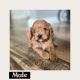 Cavapoo Puppies for sale in Georgetown, TX, USA. price: $2,800