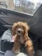 Cavapoo Puppies for sale in Brandywine, MD 20613, USA. price: $1,000