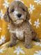 Cavapoo Puppies for sale in 18 E Linn Rd, Bluffton, IN 46714, USA. price: NA