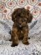 Cavapoo Puppies for sale in Salt Lake City, UT, USA. price: $500
