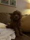 Cavapoo Puppies for sale in Charlotte, NC, USA. price: $2,000