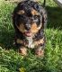 Cavapoo Puppies for sale in Overland Park, KS, USA. price: NA
