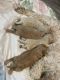 Cavapoo Puppies for sale in 7 Daisy Pl, Buffalo, NY 14208, USA. price: NA