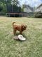 Cavapoo Puppies for sale in Buford, GA, USA. price: NA