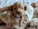 Cavapoo Puppies for sale in Sacramento, CA 95835, USA. price: NA