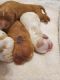 Cavapoo Puppies for sale in Hemingway, SC 29554, USA. price: NA