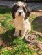 Cavapoo Puppies for sale in Summerville, SC, USA. price: NA