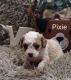 Cavapoo Puppies for sale in Ottertail, MN 56571, USA. price: $1,800