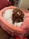Cavapoo Puppies for sale in Clarksville, TN, USA. price: $650