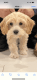 Cavapoo Puppies for sale in Whitestone, Queens, NY, USA. price: NA