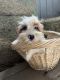 Cavapoo Puppies for sale in Tomah, WI 54660, USA. price: $200