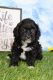 Cavapoo Puppies for sale in Canton, OH, USA. price: NA