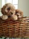 Cavapoo Puppies for sale in Dallas, TX, USA. price: $400