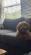 Cavapoo Puppies for sale in Fenton, MO 63026, USA. price: NA