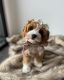 Cavapoo Puppies for sale in Texas Medical Center, Houston, TX 77030, USA. price: NA