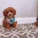 Cavapoo Puppies for sale in Texas Medical Center, Houston, TX 77030, USA. price: $600