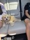 Cavapoo Puppies for sale in Whitestone, Queens, NY, USA. price: $1,250