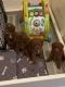 Cavapoo Puppies for sale in Harker Heights, TX, USA. price: $2,500