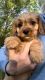 Cavapoo Puppies for sale in Peculiar, MO 64078, USA. price: $400