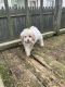 Cavapoo Puppies for sale in Rochester, NY 14623, USA. price: NA