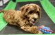 Cavapoo Puppies for sale in Dundee, OH 44624, USA. price: $575