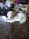 Cavapoo Puppies for sale in Spencerville, IN 46788, USA. price: $1,000