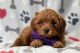 Cavapoo Puppies for sale in Cornelia St, New York, NY 10014, USA. price: $500