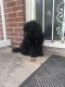 Cavapoo Puppies for sale in Akron, OH 44320, USA. price: $30,000