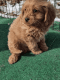 Cavapoo Puppies for sale in Scottsdale, AZ, USA. price: NA
