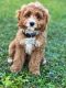 Cavapoo Puppies for sale in Port St. Lucie, FL, USA. price: NA