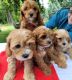 Cavapoo Puppies for sale in Holton, MI 49425, USA. price: $250