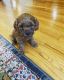 Cavapoo Puppies for sale in Monroe Township, NJ 08831, USA. price: NA