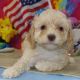 Cavapoo Puppies for sale in Clyde, NY 14433, USA. price: NA
