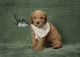 Cavapoo Puppies for sale in Perryville, AR 72126, USA. price: NA