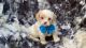 Cavapoo Puppies for sale in Campbellsville, KY 42718, USA. price: NA