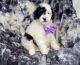 Cavapoo Puppies for sale in Campbellsville, KY 42718, USA. price: $700