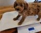 Cavapoo Puppies for sale in Anchorage, AK 99514, USA. price: NA