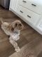 Cavapoo Puppies for sale in San Diego County, CA, USA. price: NA