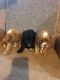 Cavapoo Puppies for sale in Kandiyohi Township, MN, USA. price: NA