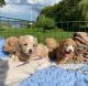 Cavapoo Puppies for sale in Montreal, QC H3B 1X8, Canada. price: NA