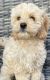 Cavapoo Puppies for sale in Converse, IN 46919, USA. price: NA
