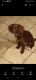 Cavapoo Puppies for sale in Ellicott City, MD 21042, USA. price: $600